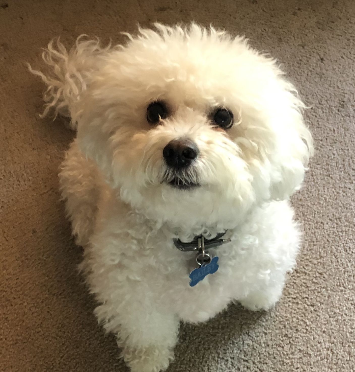 Bailey